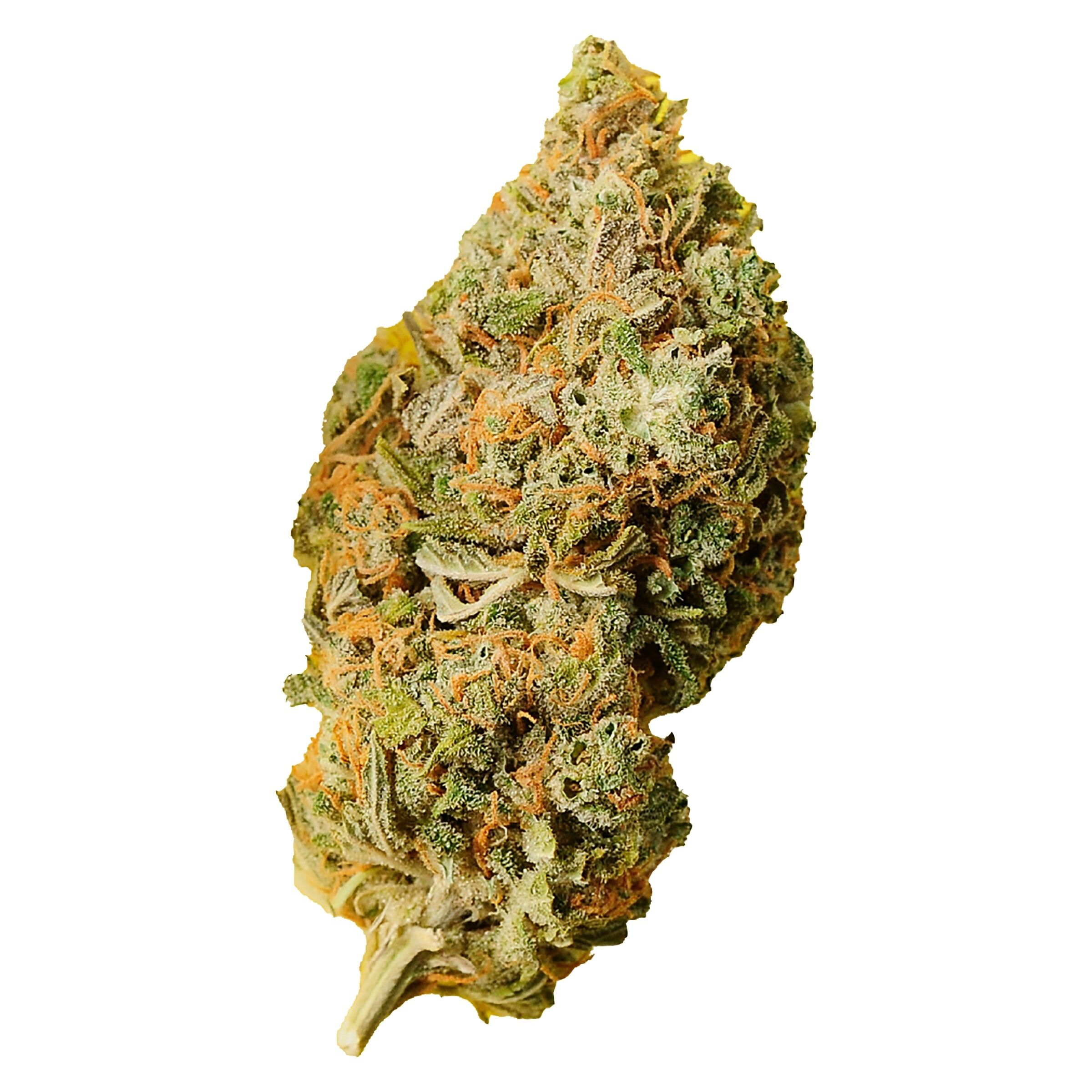 Palmetto - Orange Bud