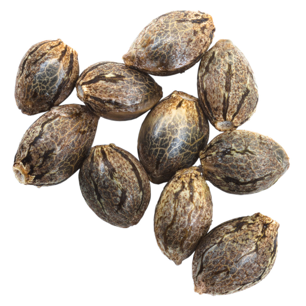 Earthwolf Farms - Cherry Vino - Hybrid - 10 pack