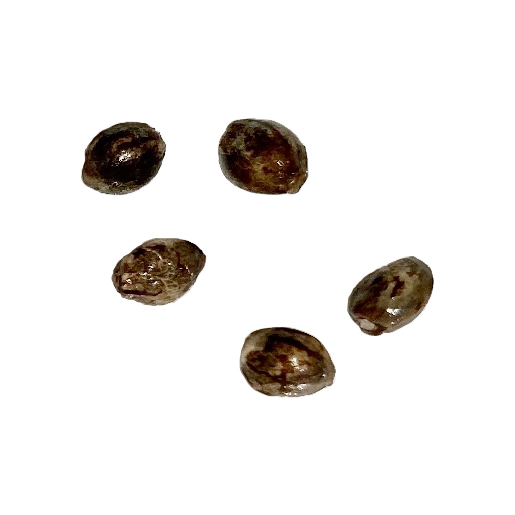 CBD Vault - Pure CBD Raspberry Cheesecake Feminized Seeds - Hybrid - 5 Pack