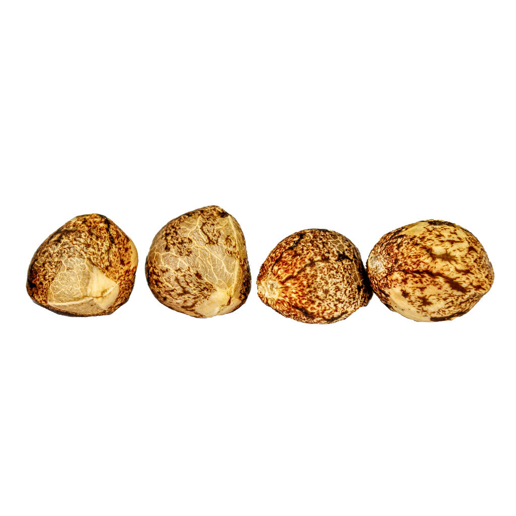 Weathered Islands Craft Cannabis - Froot by the Foot Feminized Autoflower Seeds - Indica - 4 Pack