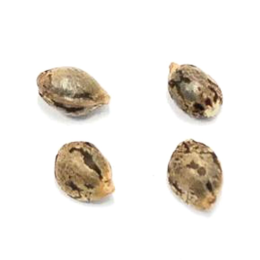 Pristine - Lillooet Landrace Seeds (Feminized) - Hybrid - 4 Pack