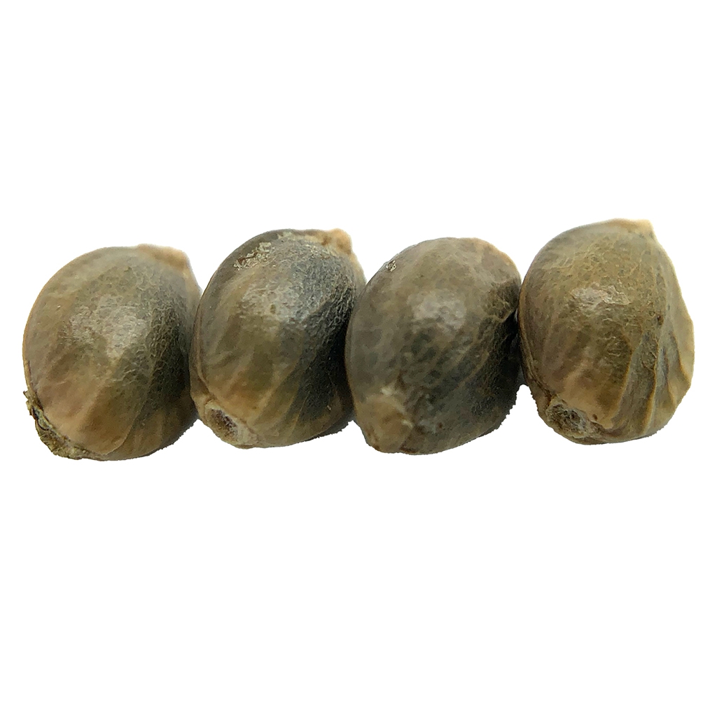 erbaceous™ - D 3 N A L I Seeds (Regular) - Sativa - 4 Pack