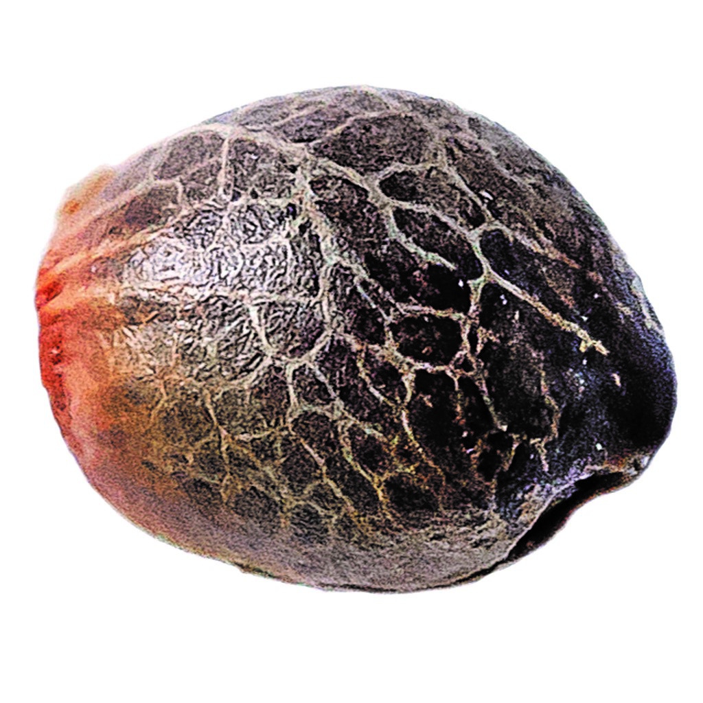 Humboldt Seed Company - Magic Melon Seeds (Autoflower) - Hybrid - 5 Pack