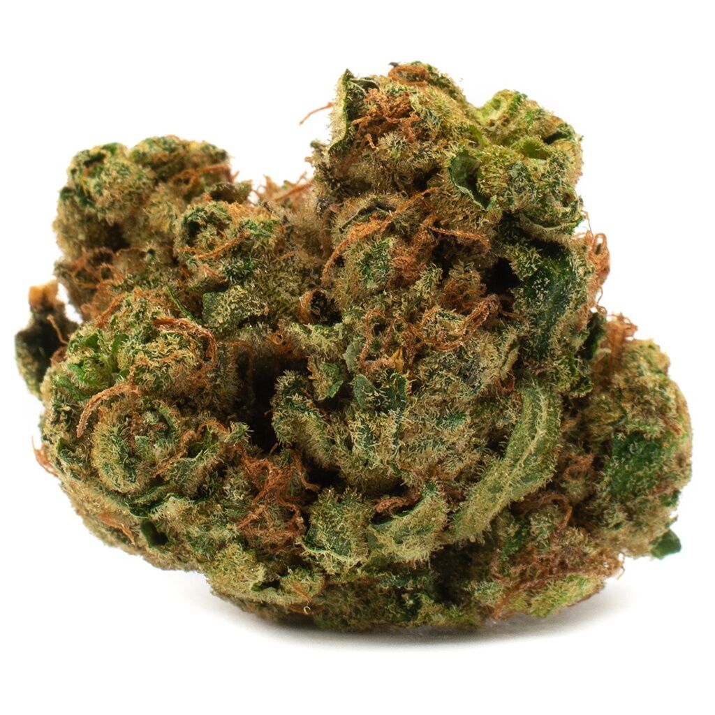 Houseplant - Indica