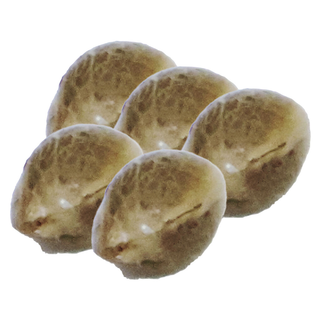 HomeGrow with Freedom - Painted Lady CBD Seeds - Hybrid - 5 Pack