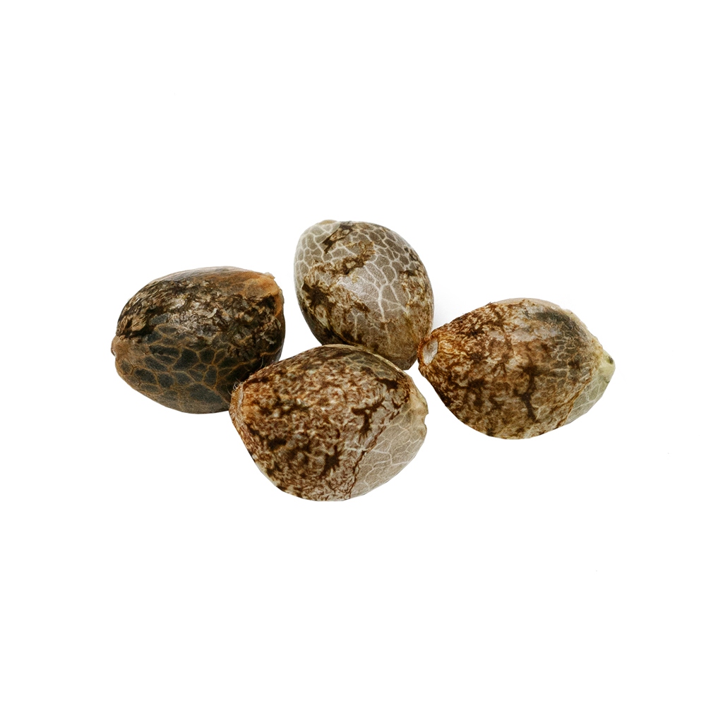 Pure Sunfarms - Cherry Head Seeds (Feminized) - Hybrid - 4 Pack