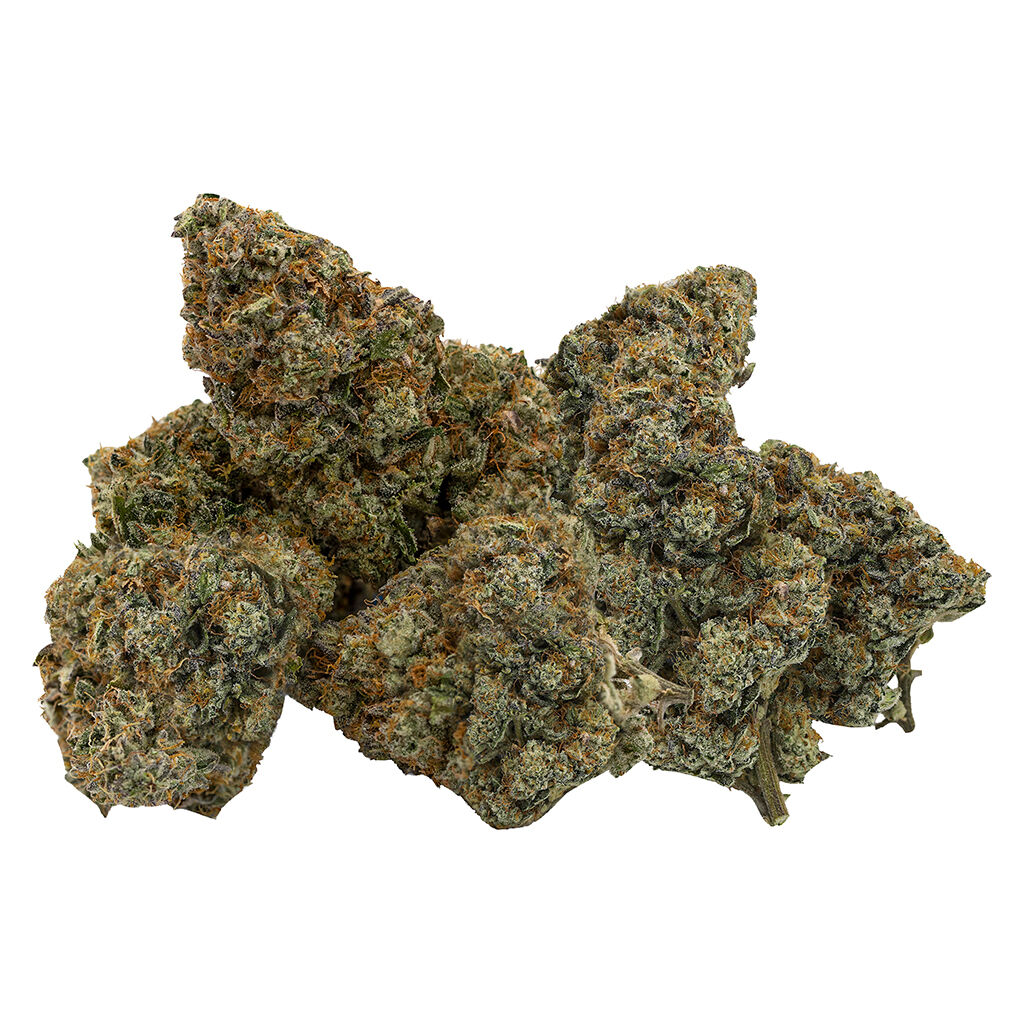 Northern Canna - East Coast Animal