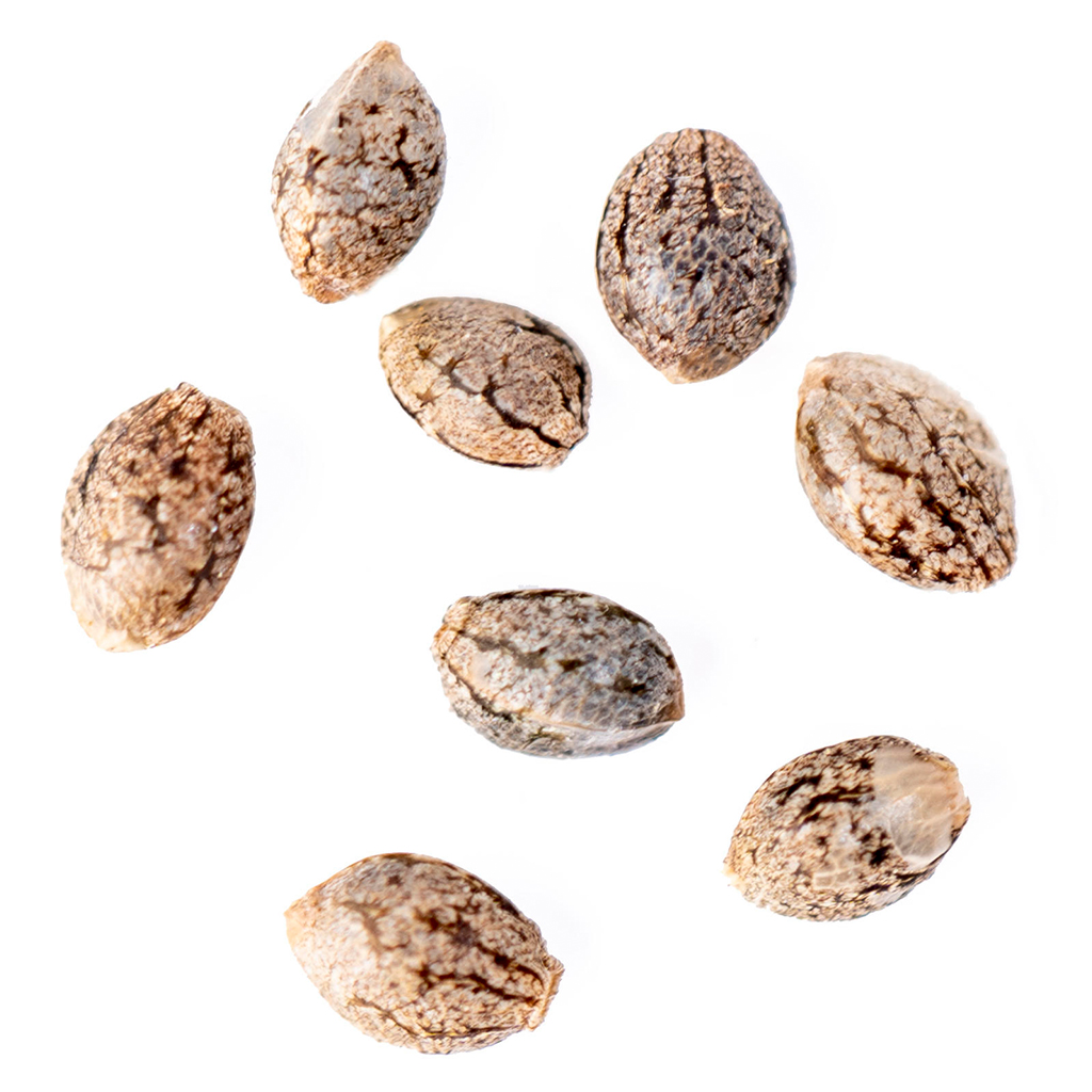 Canna Seed Co. - Frosted Zin Autoflower Seeds - Hybrid - 8 Pack