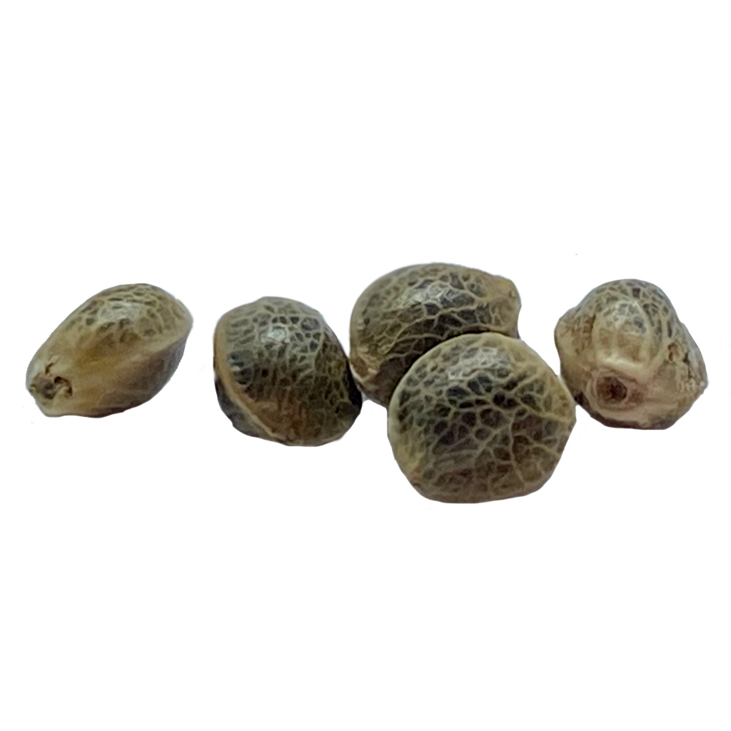 Weathered Islands Craft Cannabis - Garlic Chem Feminized Seeds - Sativa - 5 Pack