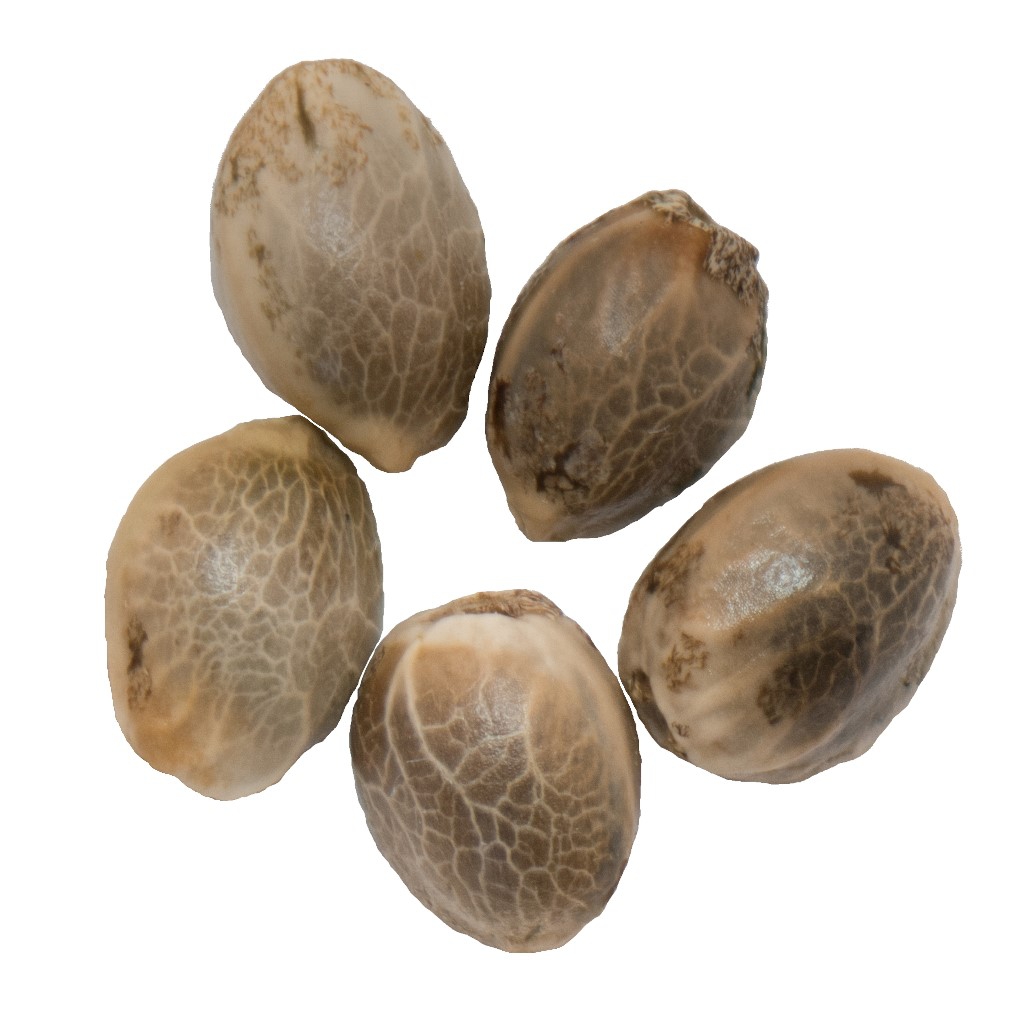 Parkland Flower Inc. - Northern Lights Auto Flower Seeds - Hybrid - 5 Pack