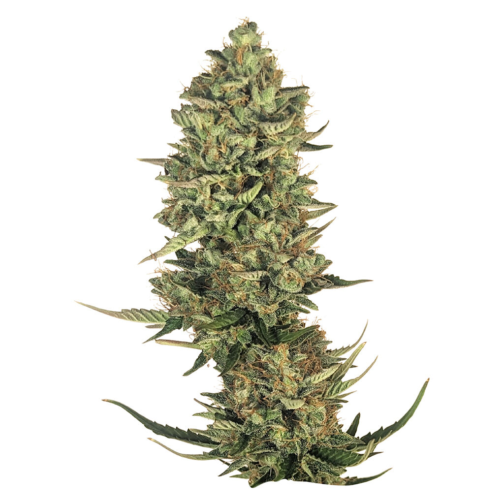 34 Street Seed Co - Super Lemon Haze Seeds - Sativa - 5 Pack