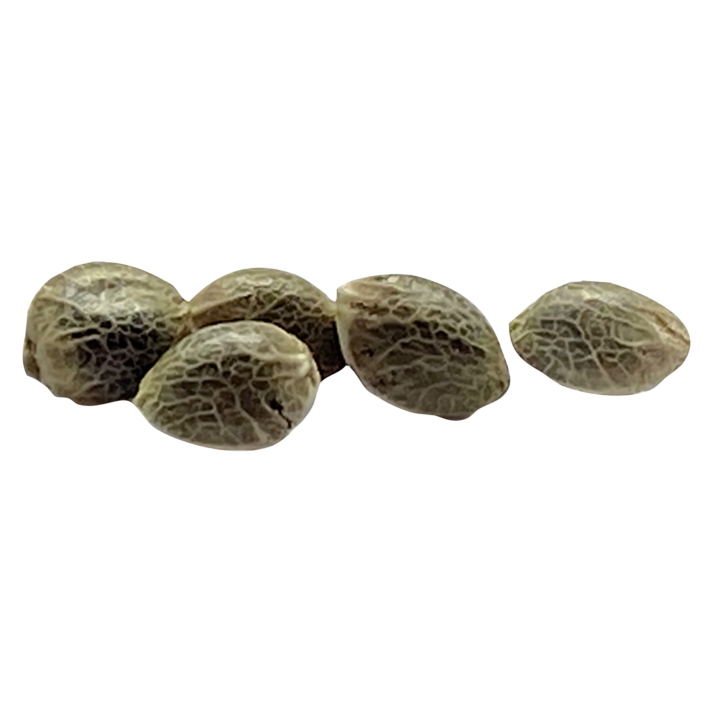 Weathered Island Craft Cannabis - Fog OG Feminized AutoFlower Seeds - Indica - 4 Pack
