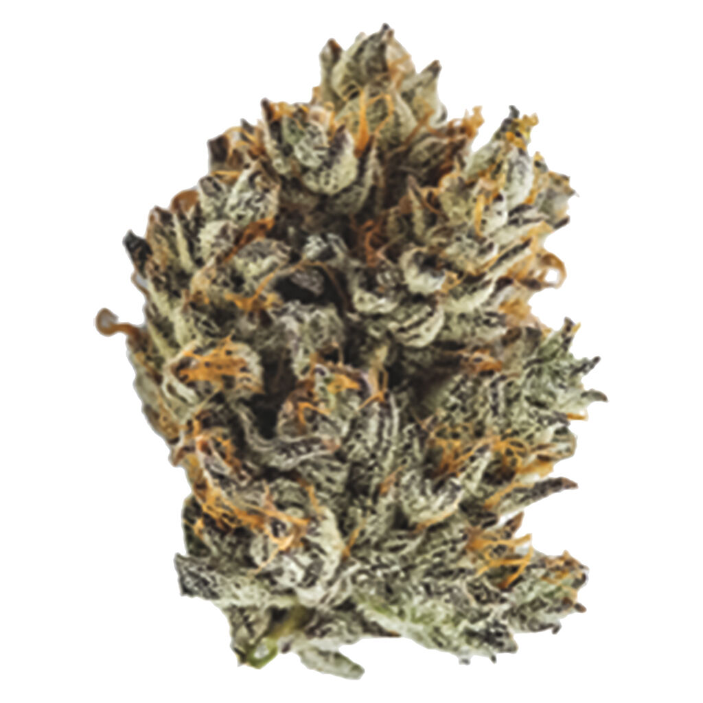 Thumbs Up - OGKB x Lost Sailor x Platinum Kush