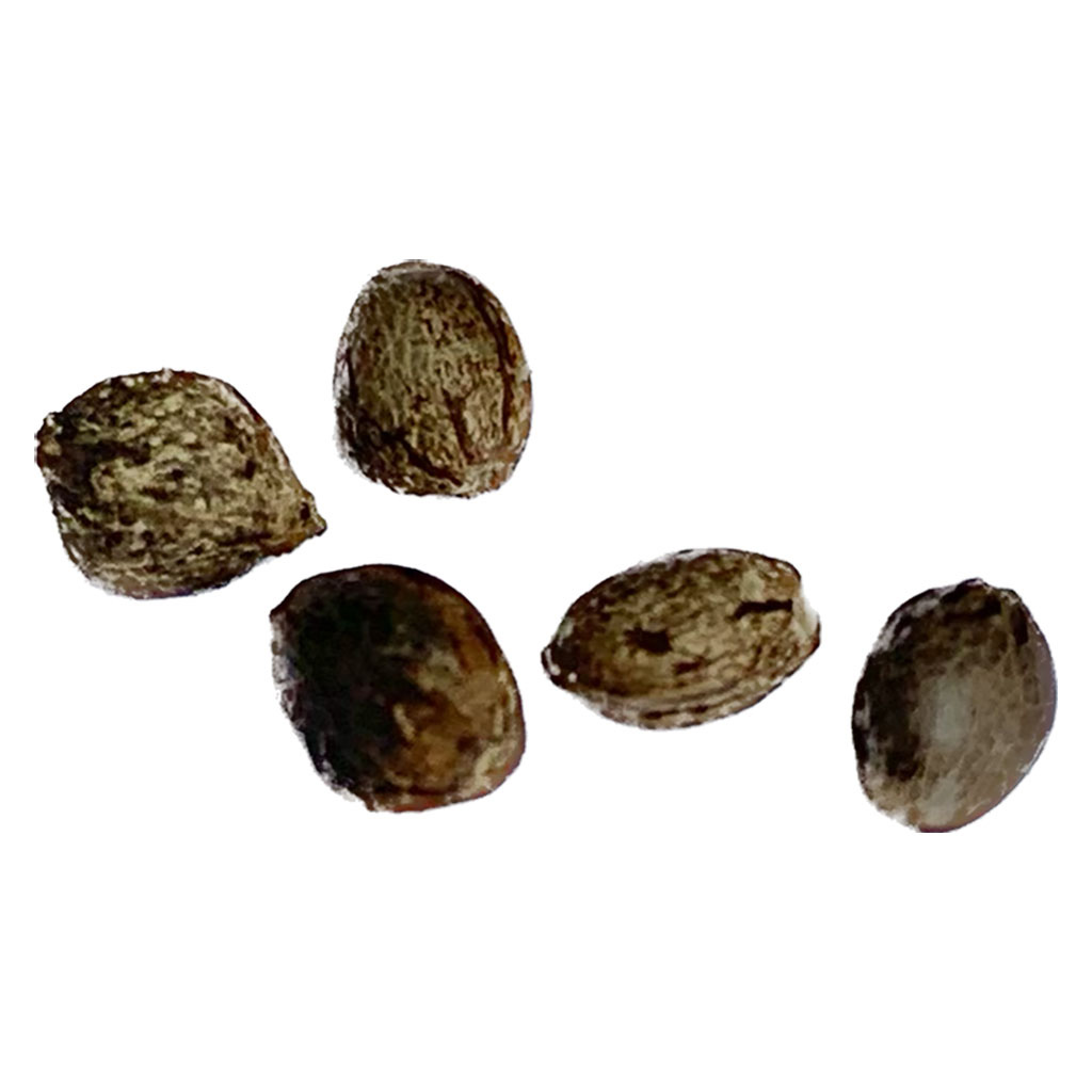 Autoflower Breeder's Club - Mendocino Cherry Pie THC Auto - Indica - 5 Pack