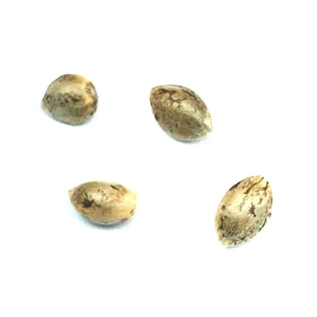 Pristine - Headband Seeds (Feminized) - Hybrid - 4 Pack