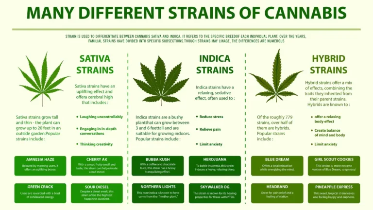 An infographic explaining the distinctions between indica, sativa, and hybrid cannabis strains