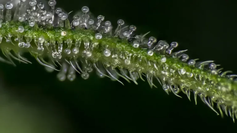 Close-up view of a cannabis plant, highlighting the trichomes and terpenes