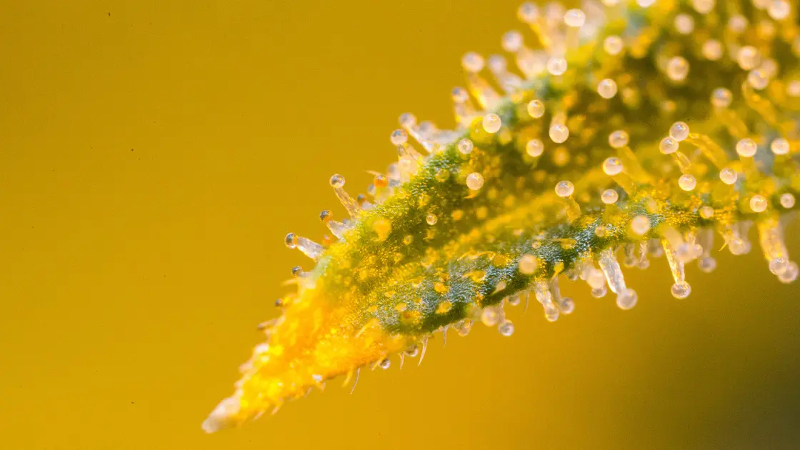 Close-up of cannabis plant trichomes, the primary source of rosin and resin concentrates. dispensary near me. weed store. cannabis dispensary. burlington cannabis. Port credit dispensary.