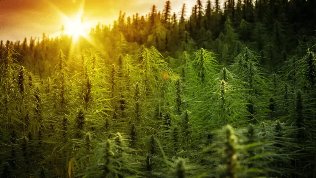 BC Bud cannabis plant in a scenic Canadian landscape