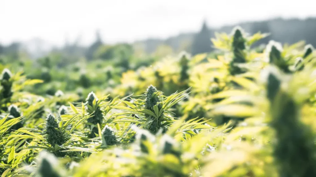 Aerial shot of a vast field of organic cannabis, representing the quality sources of The Farmhouse Cannabis Co. dispensary in Burlington, Ontario, Canada