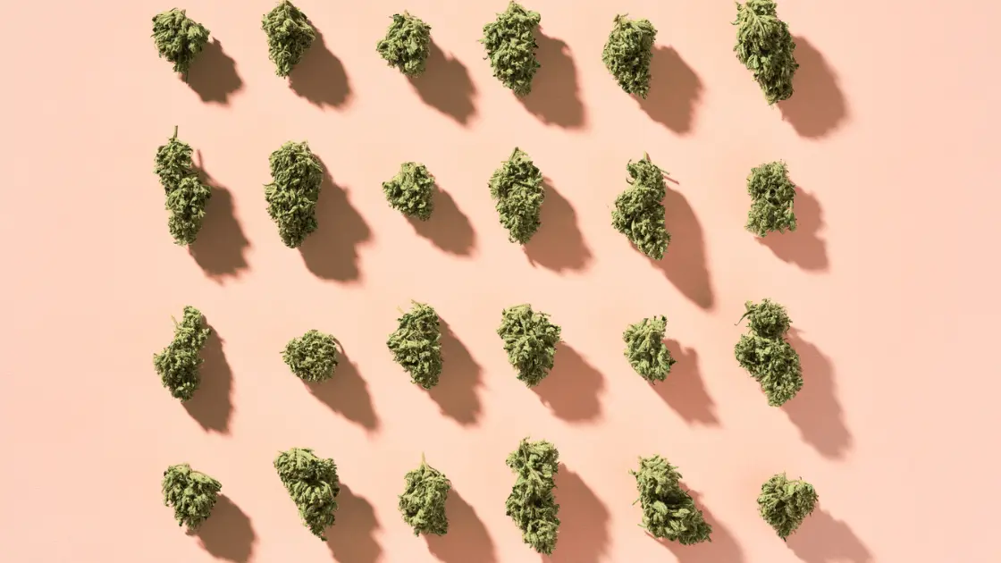 Organic cannabis buds displayed on a textured surface, representing the premium quality offered by The Farmhouse Cannabis stores in Port Credit, Mississauga and Burlington. dispensary near me. weed store. cannabis dispensary. burlington cannabis. Port credit dispensary.