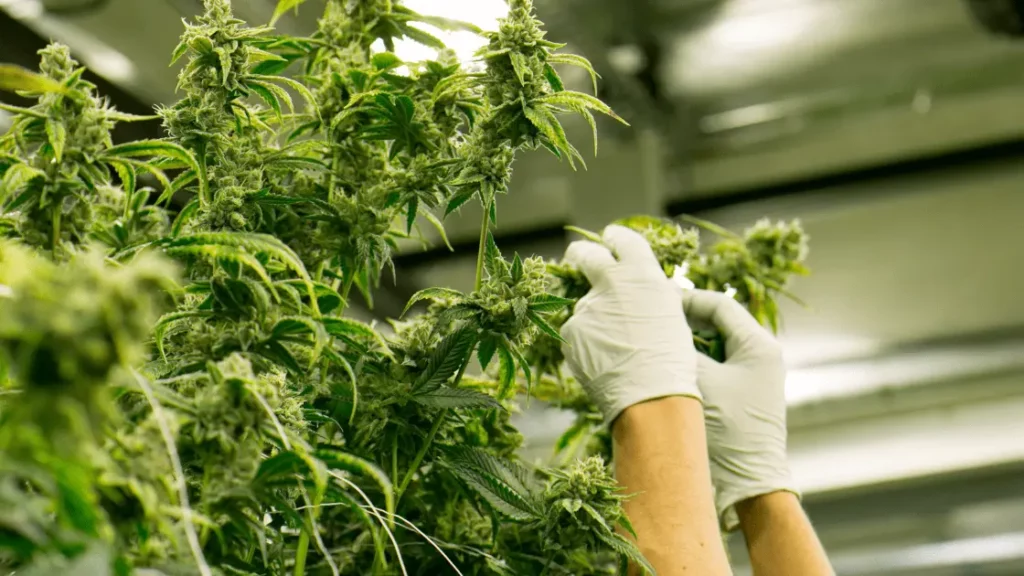 Technicians monitoring and caring for organic cannabis plants in a modern cultivation facility linked to The Farmhouse Cannabis Co. in Burlington, Ontario