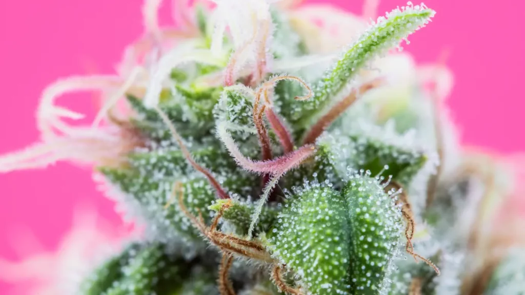 Close-up of a cannabis bud highlighting the trichomes where terpenes reside.