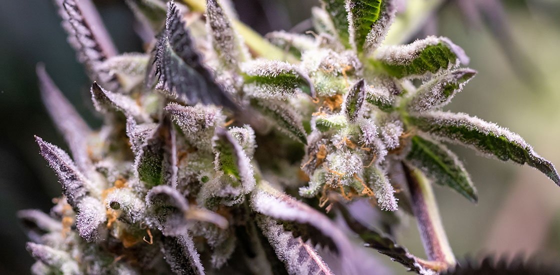 close up shot of cannabis bud terpenes from a dispensary in mississauga, port credit