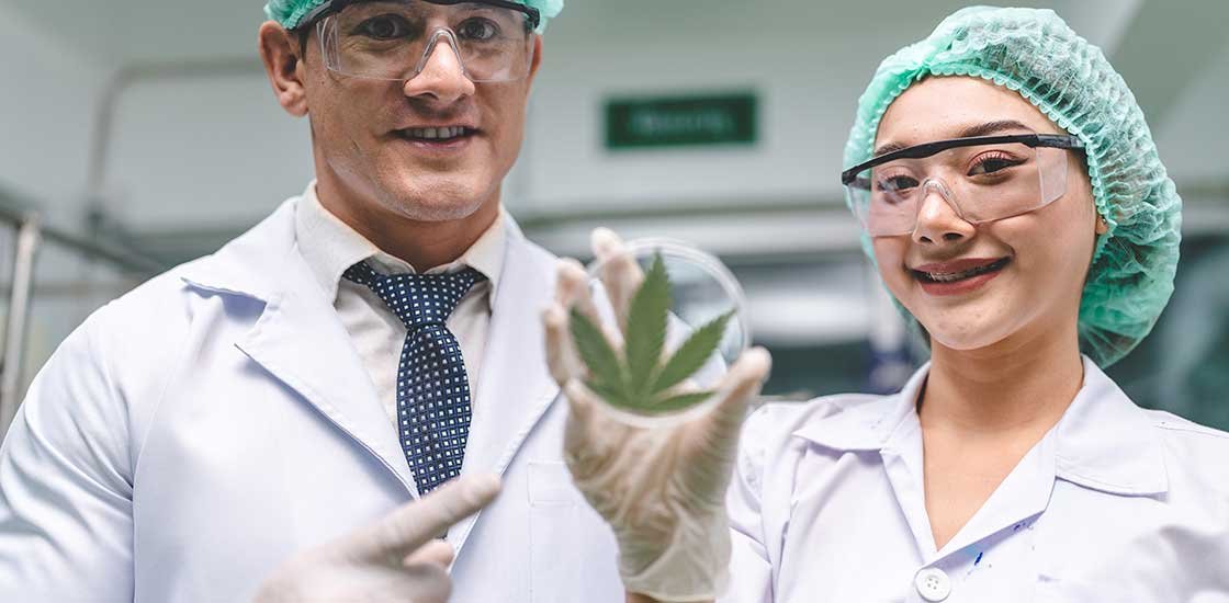 Scientists checking cannabis plants and CBN cannabinoids.